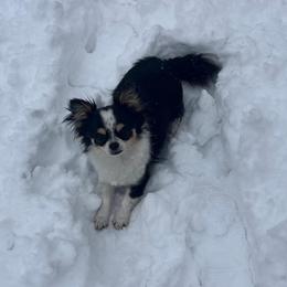 Trixie - Chihuahua