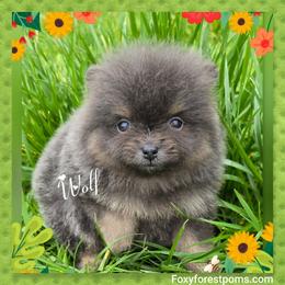 Wolf - Blue male Pomeranian puppy in Eatonville, Washington from Foxy Forest Poms