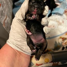 Black and tan girl - Silver female Pug puppy in Onalaska, Washington from Cupid’s Pugs