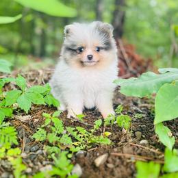 Gyro - Blue merle male Pomeranian puppy in Buck Valley, Pennsylvania from Buck Valley Pomeranians