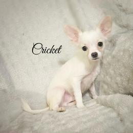 Cricket - White male Chihuahua puppy in Henderson, Kentucky from Western Kentucky Chihuahua’s and Chinese Crested’s