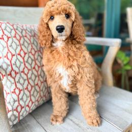 Geneva - Apricot female Poodle puppy in Detroit Lakes, Minnesota from Pickerel Pups