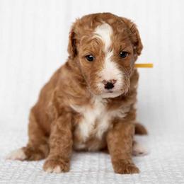 Cookie - Red  female Goldendoodle puppy in Meridian, Idaho from Country Club Doodles