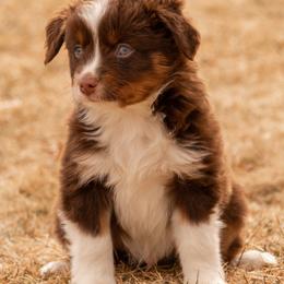 Miniature American Shepherd and Miniature Australian Shepherd Puppies from Bellewynd Acres