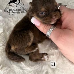 Pomeranian Puppies from Treasured Jewels Pomeranians
