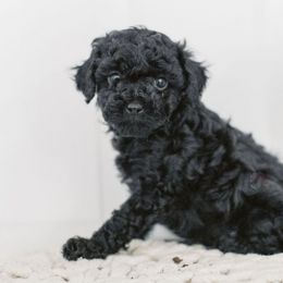 Cavapoos from A Home of Hope