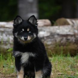 Oso - Tri-color male Pomsky puppy in Coos Bay, Oregon from Ocean View Pomskies