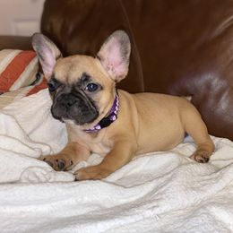 Girl 1 - Fawn French Bulldog puppy in Greensboro, North Carolina from Ideal Frenchies LLC