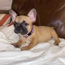Girl 1 - Fawn French Bulldog puppy in Greensboro, North Carolina from Ideal Frenchies LLC