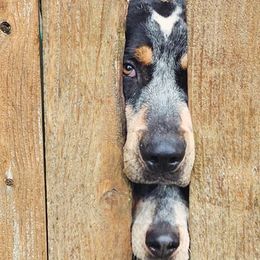Bluetick Coonhounds from Puyallup Bluetick Coonhounds