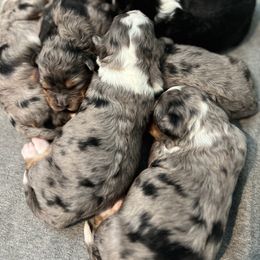 Bernedoodle Puppies from Root and Branch Bernedoodles