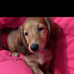 Dachshund Puppies from PeacocksDachs