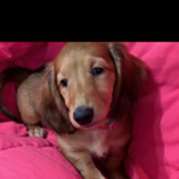 Dachshund Puppies from PeacocksDachs