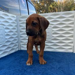 Ridgeless 2 - Rd whtn blk nose female Rhodesian Ridgeback puppy in Ocala, Florida from DogWood Kennels