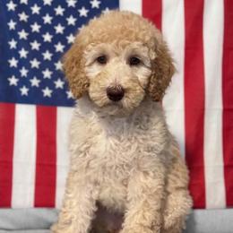 Theodosia - Cream female Goldendoodle puppy in Tybee Island, Georgia from Castaway Doodles