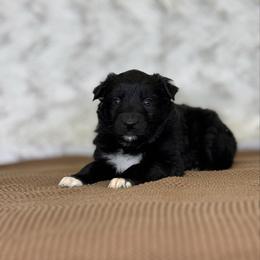 Pumpkin Pie - Black & white female Australian Shepherd puppy in Argyle, Iowa from Country Time Kennels