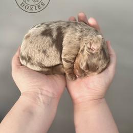 Coffee - Dapple male Dachshund puppy in Monroe, North Carolina from Dogwood Doxies