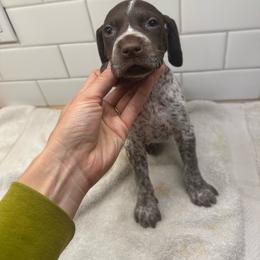 Gray Boy - Liver male German Shorthaired Pointer puppy in White Salmon, Washington from Holding Hands Farm