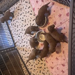 Male 3 - Red  male Poodle puppy in Canterbury, Connecticut from Diamonds in the Sky