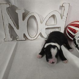 Boy 4 - Red merle male Australian Shepherd puppy in Lakeland, Florida from Diamond P Australian Shepherds