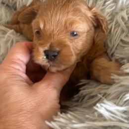 Alex - Apricot male Maltipoo puppy in Maricopa, Arizona from Pretty Poo