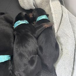 Doberman Pinscher Puppies from NYDobermans