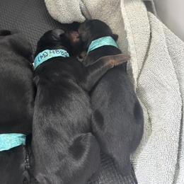 Doberman Pinscher Puppies from NYDobermans