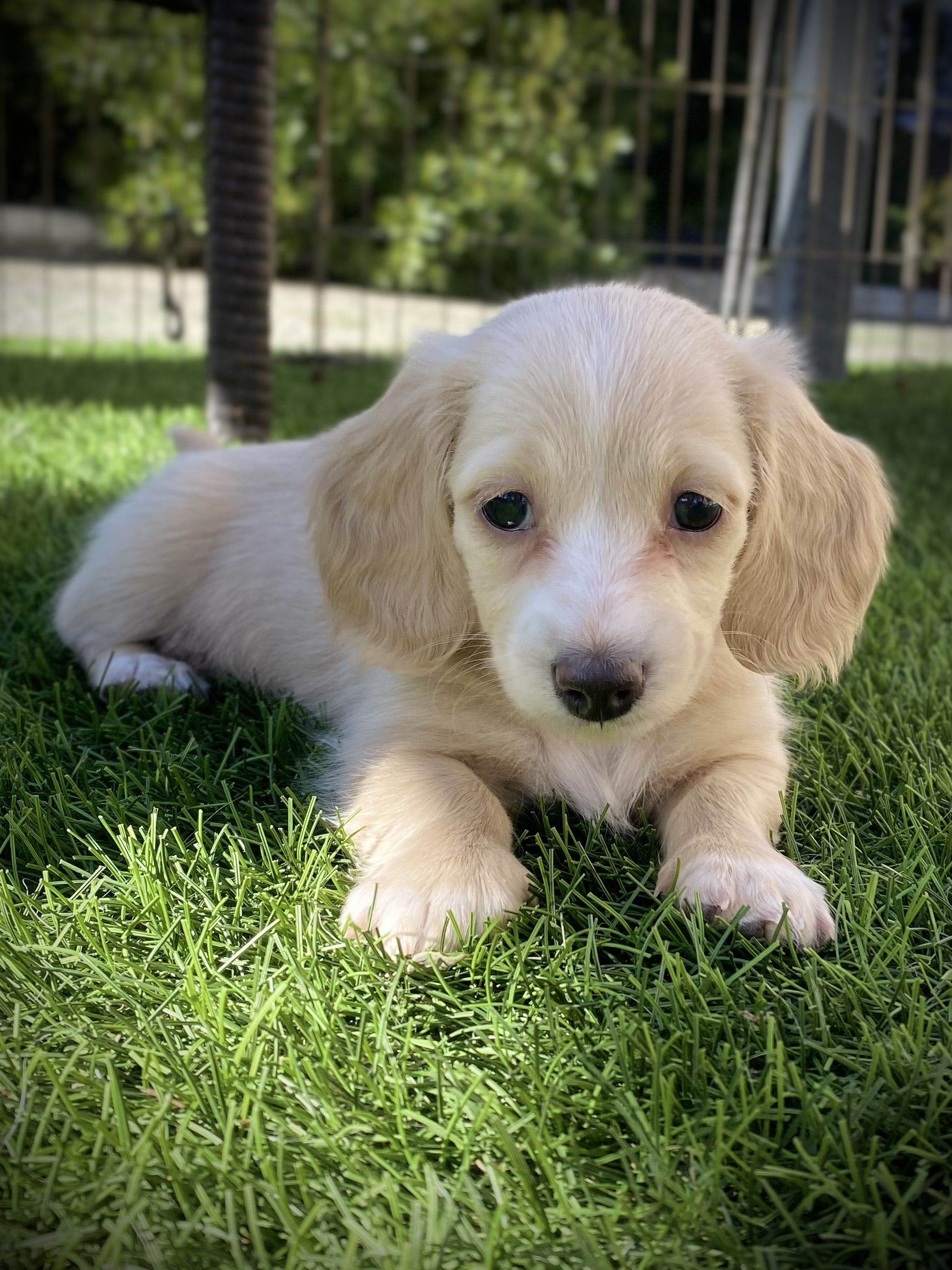 Kendaline Kennels in California | Dachshund and Pembroke Welsh Corgi ...