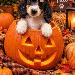 Fiona - Black and cream female Dachshund puppy in Hudson, Michigan from Mittentail Kennel Miniature Dachshunds & Australian Shepherds