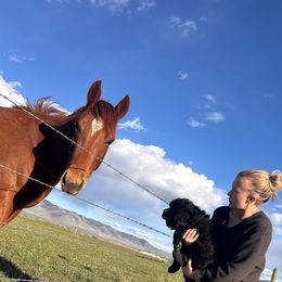 Newfoundland Puppies from Lonepine Newfoundlands