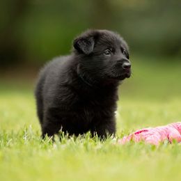 Boy 1 - Black German Shepherd puppy in Franklin, Vermont from Vom Kiefernhaus