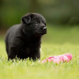 Boy 1 - Black German Shepherd puppy in Franklin, Vermont from Vom Kiefernhaus