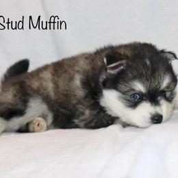Stud Muffin - Black and white male Pomsky puppy in Denham Springs, Louisiana from Bayouland Pomskies