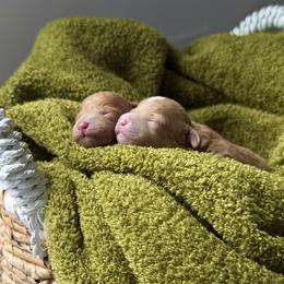 Poodle puppies from The Poodlemen
