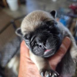 Hoss - Fawn male Pug puppy in Madera, California from Hills Pugs