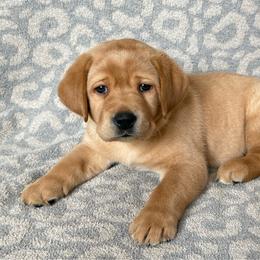 Yellow collar - Yellow male Labrador Retriever puppy in Big River, California from Cozy Acres Farm Labradors