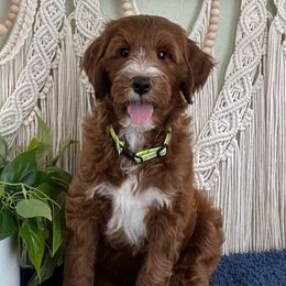 Krypto - Red  male Goldendoodle puppy in Jonesboro, Arkansas from Honeysuckle Creek Goldendoodles