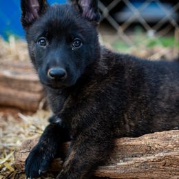 Dutch Shepherd Puppies from Faberge Hollandse Herdershond