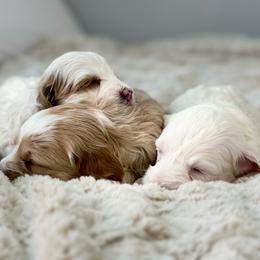 Cockapoo puppies from Critter Springs Farm