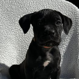 Orange collar - Black female Cane Corso puppy in Va Beach, Virginia from Guardian Corso's