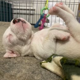 Jack Russell Terrier Puppies from Ground Force Jack Russell Terriers