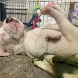 Jack Russell Terrier Puppies from Ground Force Jack Russell Terriers
