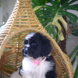 Cupid - Black and white female Aussiedoodle puppy in Pomona, California from Socal Aussiedoodles