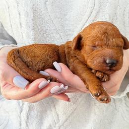 Rosa (Rose) - Red female Cavapoo puppy in Aiken, South Carolina from Cavapoos of the Carolinas