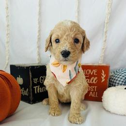 Honey - Cream female Goldendoodle puppy in Cedartown, Georgia from Loyal Doodles