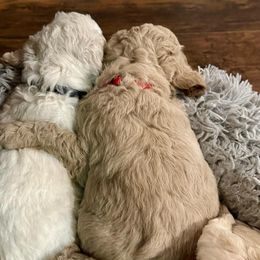Goldendoodle Puppies from Lykeable Farms