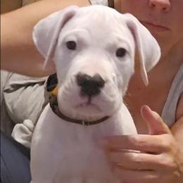 Grumpy - White male Dogo Argentino puppy in Bear River City, Utah from Valkka Kennels