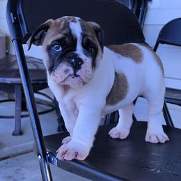 Rolly - Brindle male Bulldog puppy in Brookshire, Texas from Daisy’s Bully Bloom