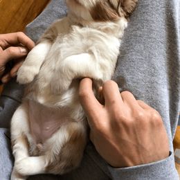 Australian Shepherd Puppies from Black Pond Australian Shepherds