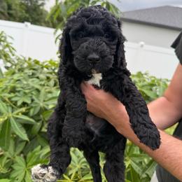 Red collar - Black male Goldendoodle puppy in Cape Coral, Florida from Magnolia Doodles co.